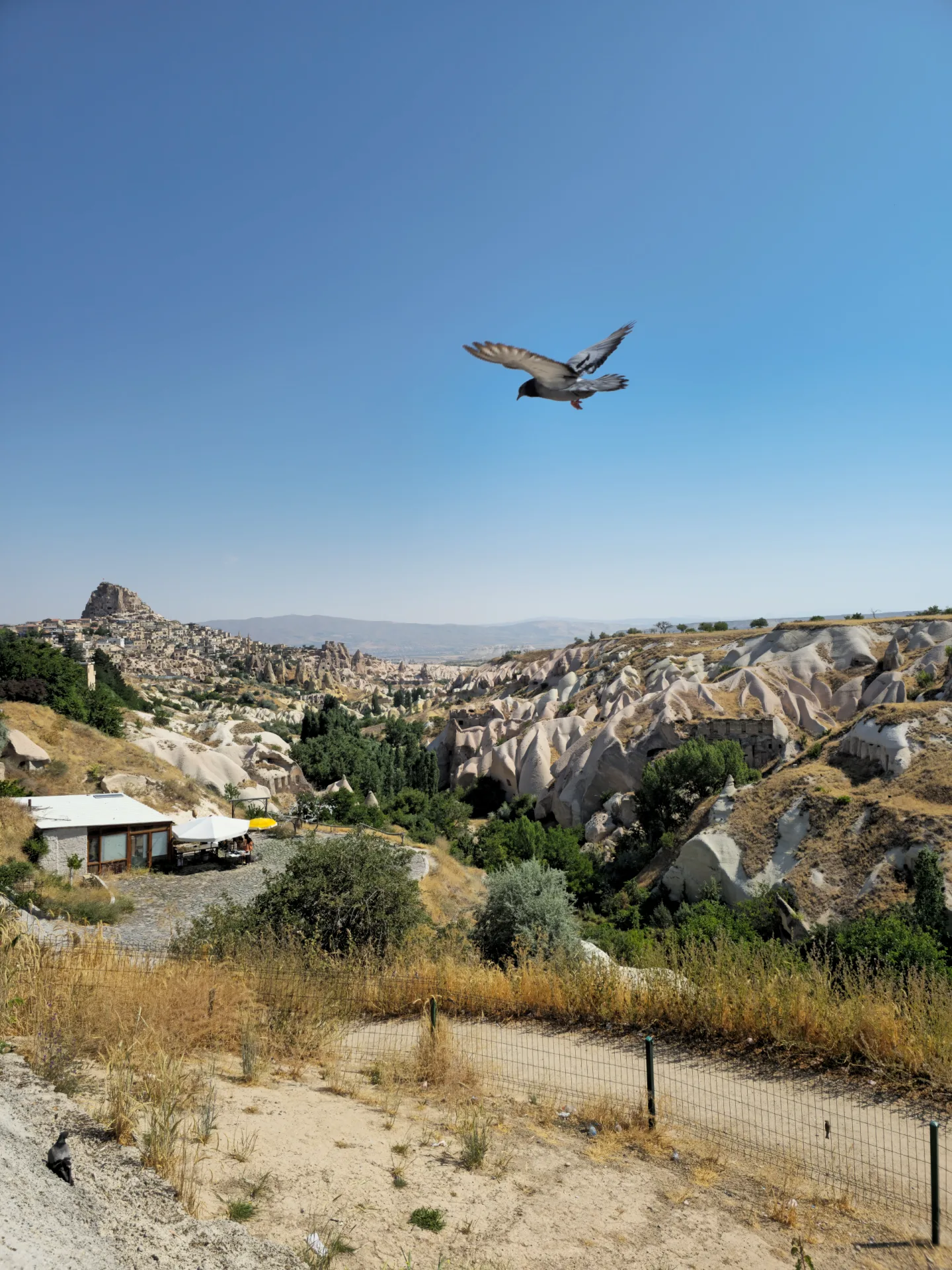 Pigeon flying above a Cappadocia valley