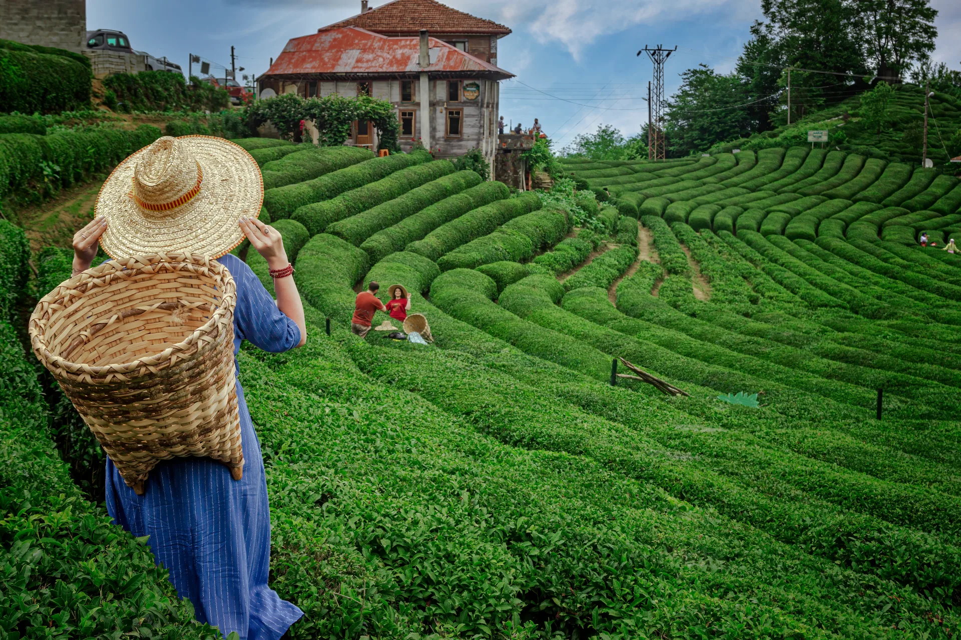 Tea fields and a hillside house in the Rize region